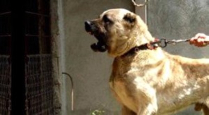 `Karabaş` ve `Akbaş` ABD`de Yaban Hayatı Koruyacak