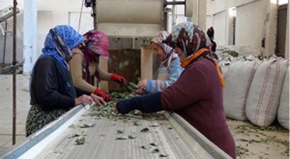 Mersin`den Amerika Ve Çin`e Yeşil Altın İhracatı