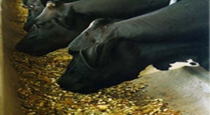 GDO`lu Yeme İzin Çıktı