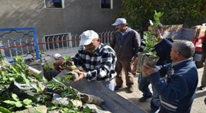 Nazilli`de 1000 Adet Ücretsiz Defne Fidanı Dağıtıldı