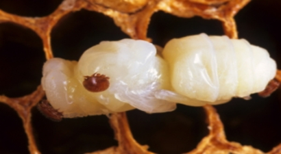 Varroa`ya Karşı Islah Kolonileri Geliştiriliyor