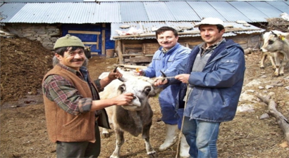 Burhaniye`de Sığırlara Şap Aşısı Yapılacak