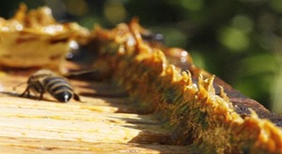 Dünyanın En Güçlü Antioksidan Kaynağı: Propolis