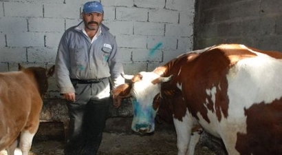 Dörtyol`da Şap Hastalığına Rastlandı