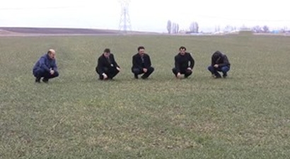 Erzurum`da Soğuk ve Kuraklığa Dayanıklı Rus Buğdayı Deneniyor