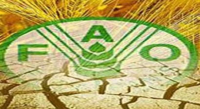 FAO Gıda İsrafına Karşı Harekete Geçti