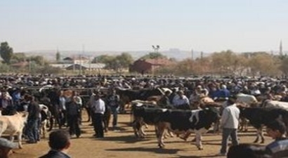Aksaray Hayvan Pazarı Kapatıldı