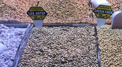 İç Fındıkta Amansız Rekabet