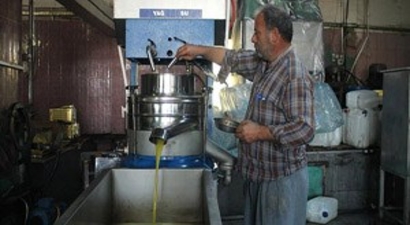 Karaisalı`da Zeytinyağı Üretimi
