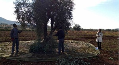 `Kilis`te Bu Yıl Zeytin Rekoltesi Yüksek`