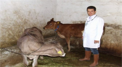 Elazığ`da Şap Hastalığı