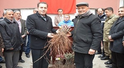 Niksar`da 37 Bin Adet Bağ Çubuğu Fidanı Dağıtıldı