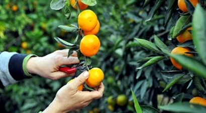 Rus Kısıtlaması, Sebze Ve Meyveyi Yüzde 30 Ucuzlattı