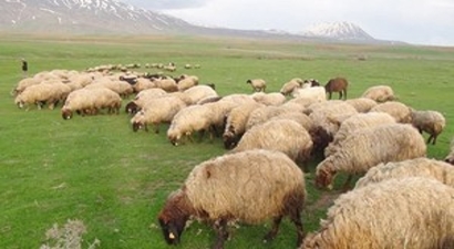 Karaman`da Sürü Yönetimi Elemanı Kursu
