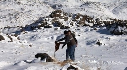 Yaban Hayvanlar İçin Ağrı Dağı`na Yem Bırakıldı