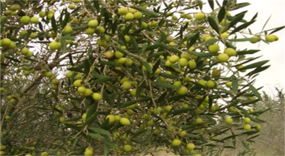 Türkiye, 80 Milyon Zeytin Ağacının Üretime Katılmasını Bekliyor