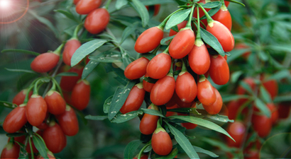 Gencelli`de Mantar ve Goji Berry Üretiyor