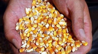 Çiftçiye Dane Mısır Tohumu Dağıtılacak