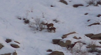Hakkari`de Aç Kalan Dağ Keçileri Köylere İndi