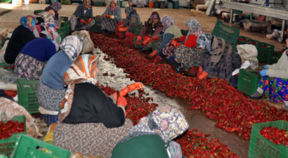 Hollanda`nın Salçası Kulaca`dan