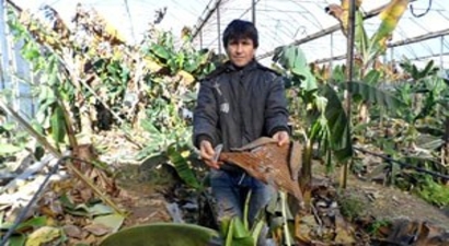 Mersin`de Don ve Rüzgar, Çilekle Muzu Vurdu