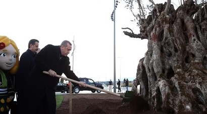Erdoğan, Fuar İçin Sökülen Bin Yıllık Zeytin Ağacını `İnşallah tutar` Diyerek Dikti