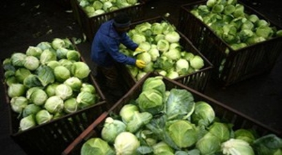 Rusya, Türkiye`den Gelen 16 Ton Lahanayı Geri Gönderdi