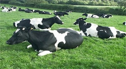 Ulaş`ta Süt Sığırı Yetiştiriciliği Kursu Açıldı