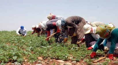 Tarım İşçilerinin `Soğuk Hava` İle İmtihanı