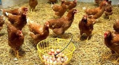 Tavuk Yumurtası Üretimi 1,4 Milyar Adet Olarak Gerçekleşti