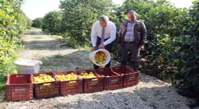 Mersin`den Cerattepe`ye Limon Seferberliği
