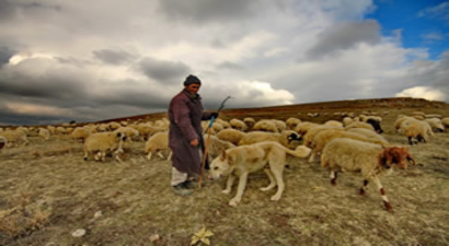 Anadolu`da `İthal Çoban` Krizi