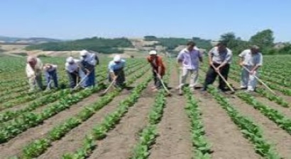 Organik ve İyi Tarım Desteklemeleri Duyurusu