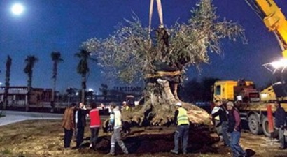 Ben Bir Sürgün Zeytin Ağacıyım