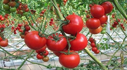 Domatesin Zamlı Yolculuğu
