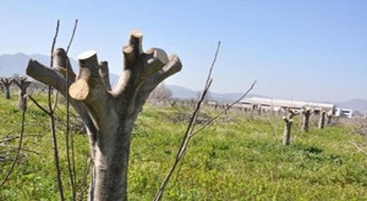 Germencik`te `İncir Ağacı Katliamı` İddiası