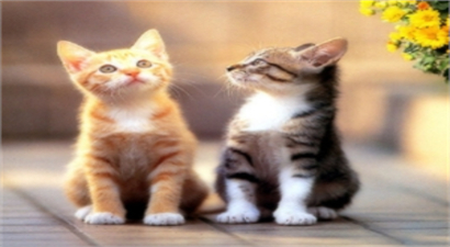 Bolu Belediyesi`nden Kedi Açıklaması