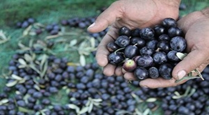 Marmarabirlik`ten Son Ödeme Yarın