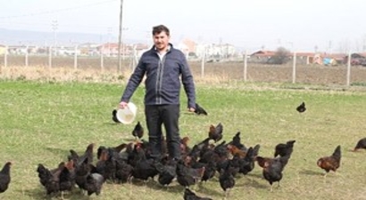 Organik Yumurtaya Büyük İlgi