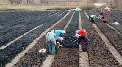 Siirt`e 30 Milyon TL`lik Fıstık Tesisi Kuruluyor