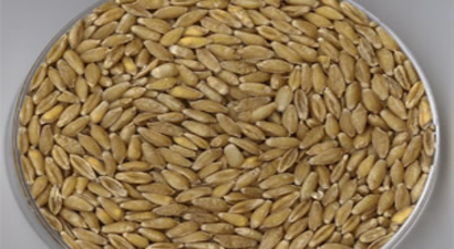 Tritordeum Tahılı Türkiye`de
