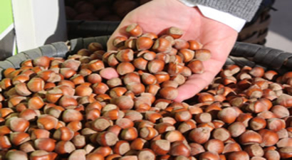 TZOB`dan, Fındıkta Müdahale Alımı Beklentisi