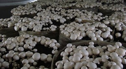 Erdemli`de Üzüm ve Kültür Mantarı Yetiştiriciliği Kursu
