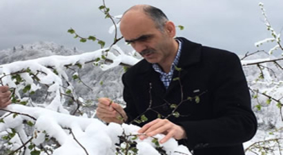 Fındıkta Don Tehlikesi Üreticiyi Tedirgin Etmeye Başladı