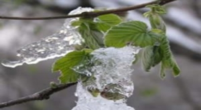 Fındık Üreticilerine Sigorta Uyarısı