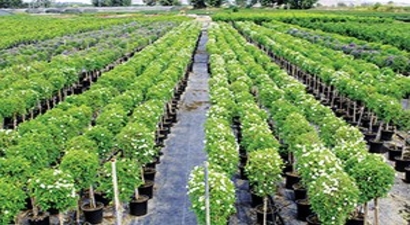Güroymak`ta Fidan Satışları Başladı