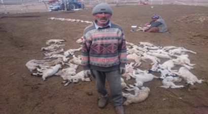 Yanlış İğne 200 Kuzuyu Telef Etti İddiası