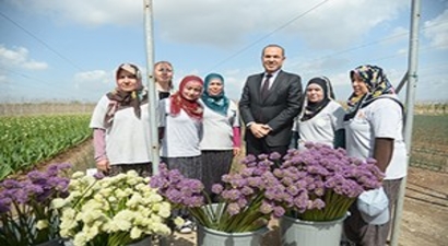 Şimdi Hasat Zamanı