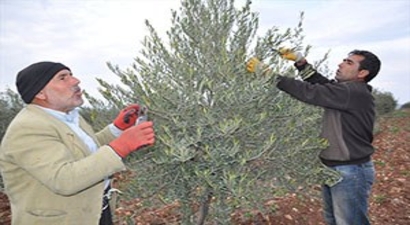 Suriyeli Mustafa, Türk çiftçilere zeytinciliği öğretiyor
