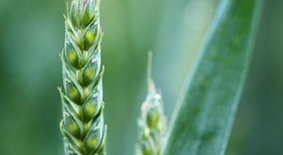 Tahıllarda, Sarı Cücelik Virüs Hastalıkları İle Mücadele